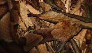 copperhead019