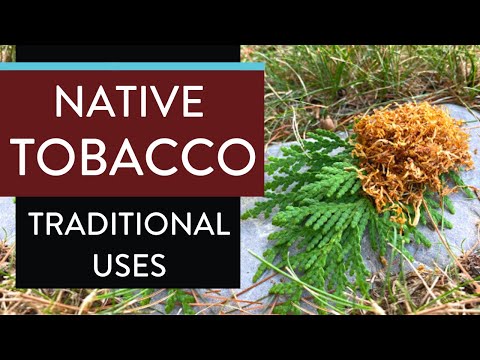 Native Tobacco - Traditional Uses of Tobacco as a Sacred Medicine