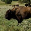 Bison Are Returning to More Native American Lands