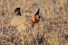 Prairie Chicken