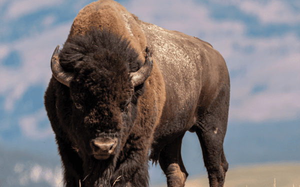 Discover the Epic Journey of the American Buffalo: Ken Burns’ New Film Explores History, Survival, and Restoration