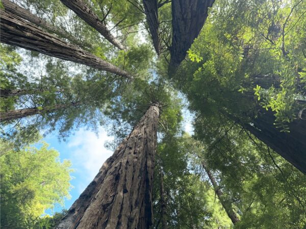 Native Americans in Muir Woods and Their Enduring Legacy