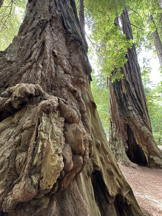 Native Americans in Muir Woods