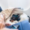 Airline to allow cats and dogs to fly in cabins alongside owners