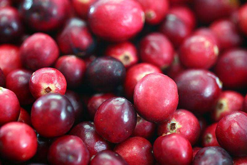 Cranberries Were a Native American Superfood