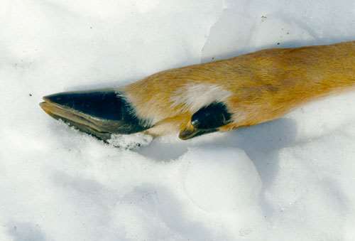 B_Deer-Leg