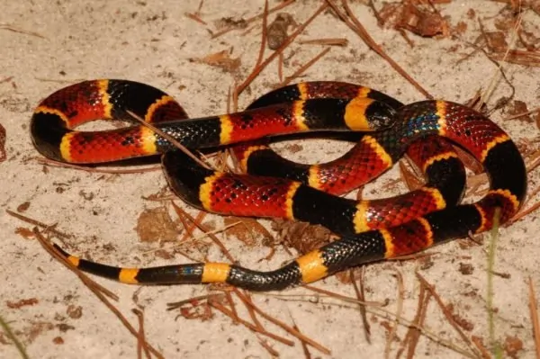 Native American Snake Story | How The Snakes Got Their Poison