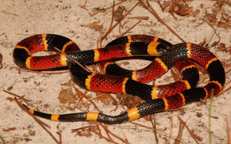 Native American Snake Story | How The Snakes Got Their Poison