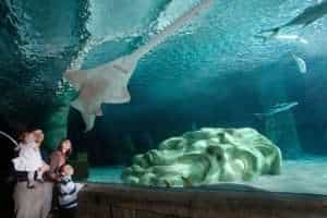 family-with-sawfish