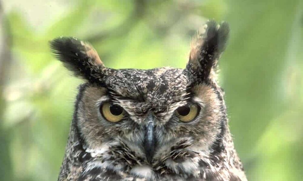 The Symbolism of Owls Revealed