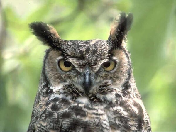 Owl Meaning | Owl Symbolism | Great Horned Owl – PowWows