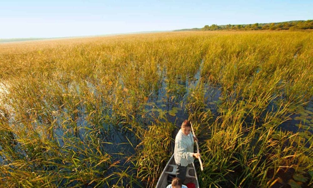 Native America Tribal Nations Mini-lesson: The Ojibwe