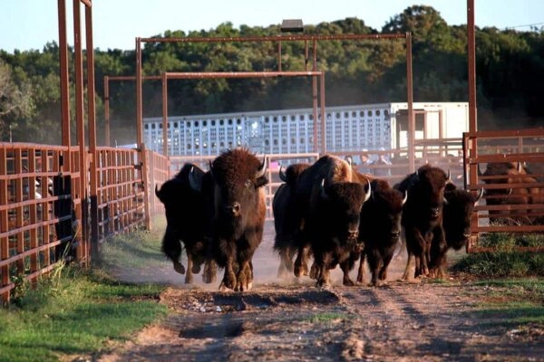 Osage Nations Adds Bison to their New Ranch Venture