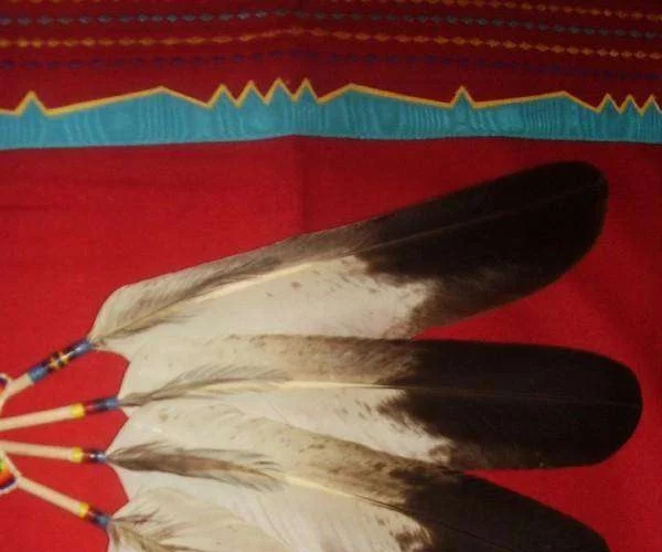 New Eagle Feather Rules Coming – How Will You Be Affected?