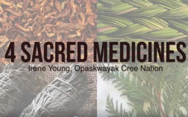 Four Sacred Medicines | Sage, Cedar, Sweetgrass, Tobacco | Native American